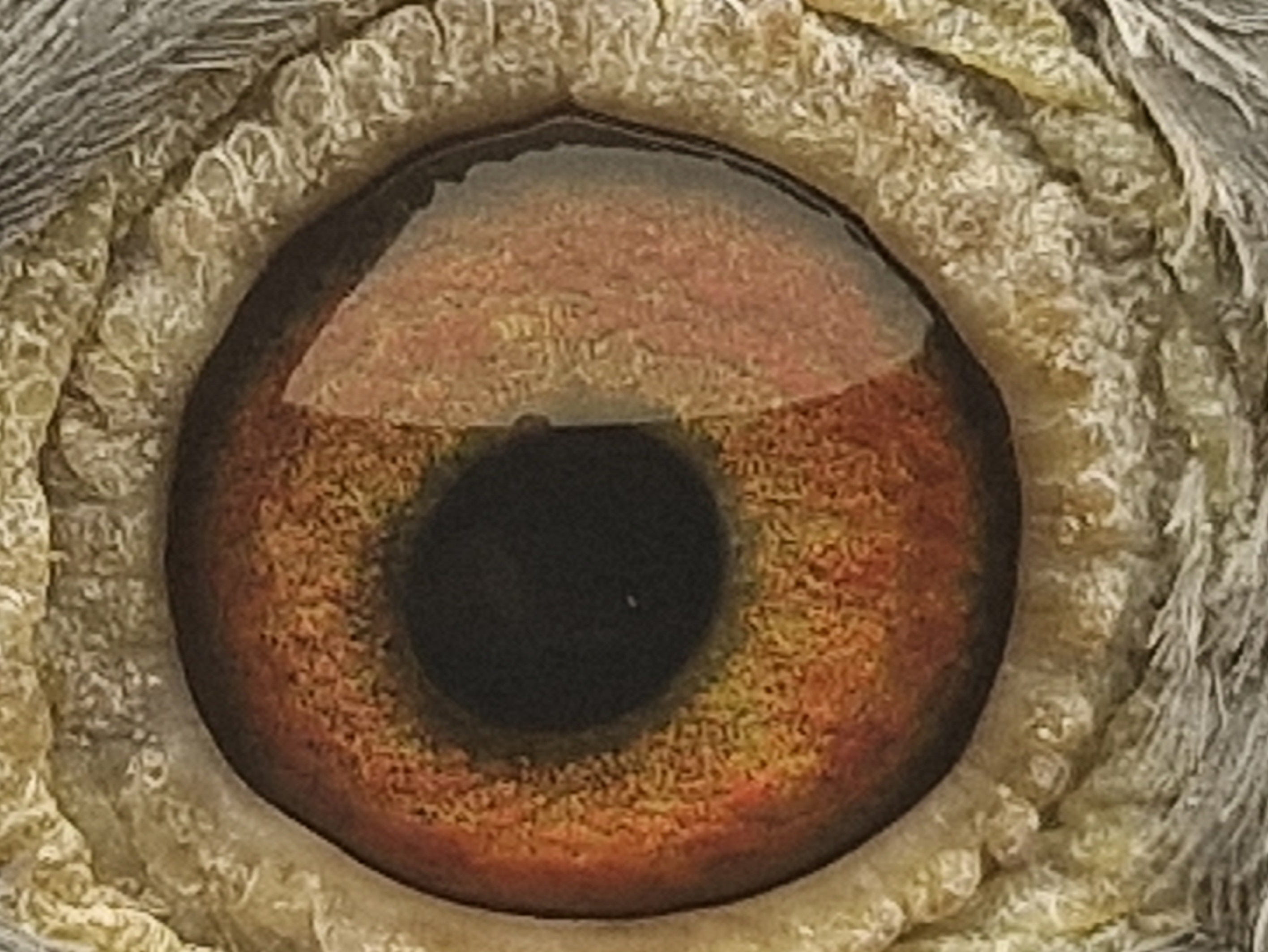 Pigeon eye